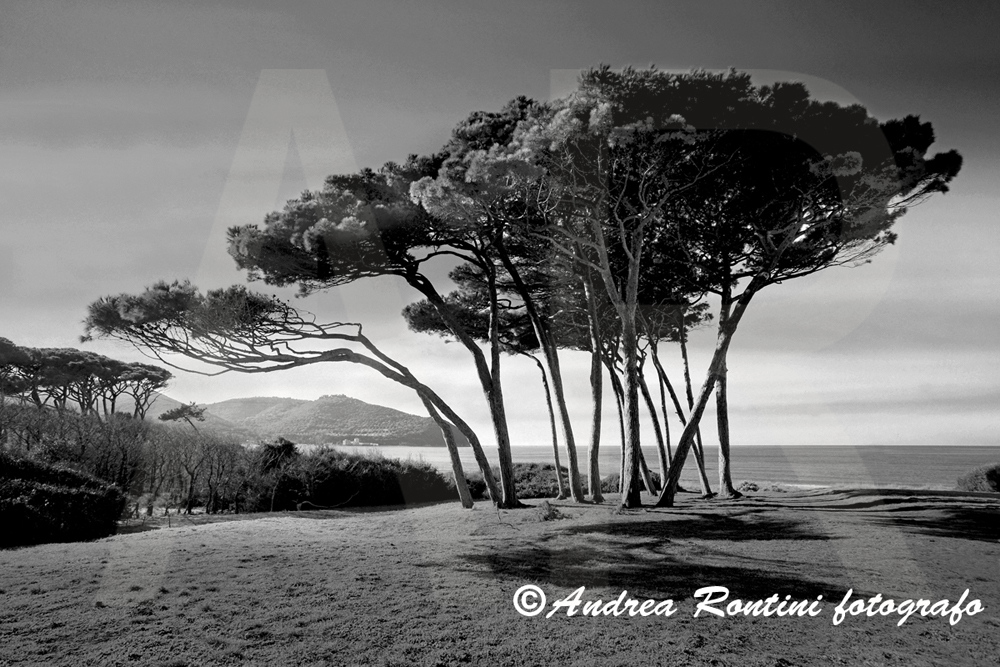 Cod.01-412 bn Golfo di Baratti-0