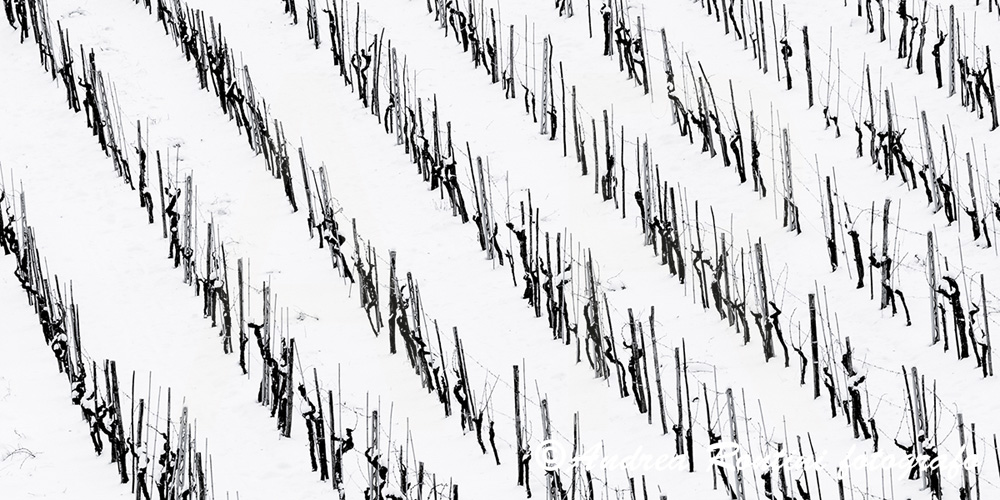 Cod.01-414 bn Vigne d'inverno-0