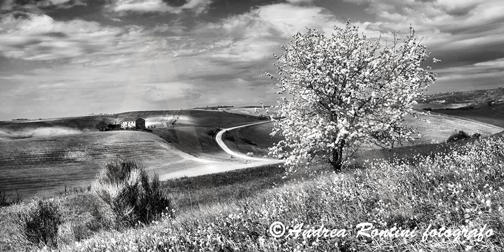 Cod.01-422 bn Primavera in Val d'Orcia-0