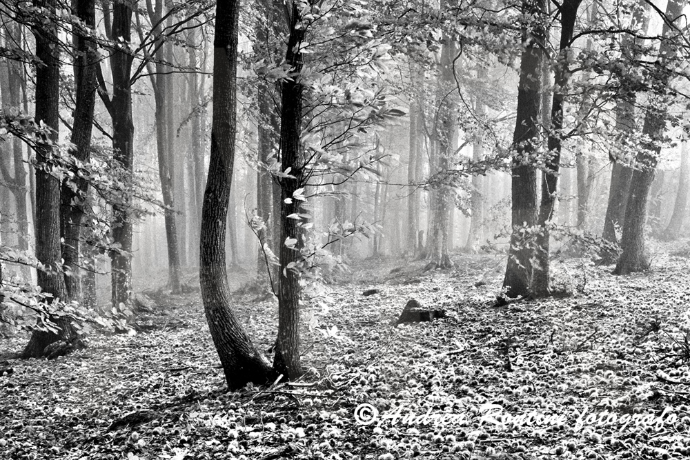 Cod.01-423 bn Monte Amiata-0