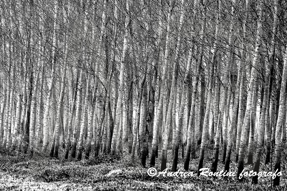 Cod.01-428 bn La pioppeta-0