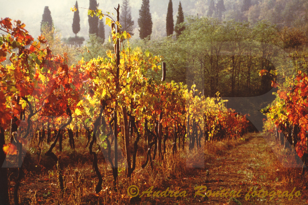 Cod.01-049 Greve in Chianti-0