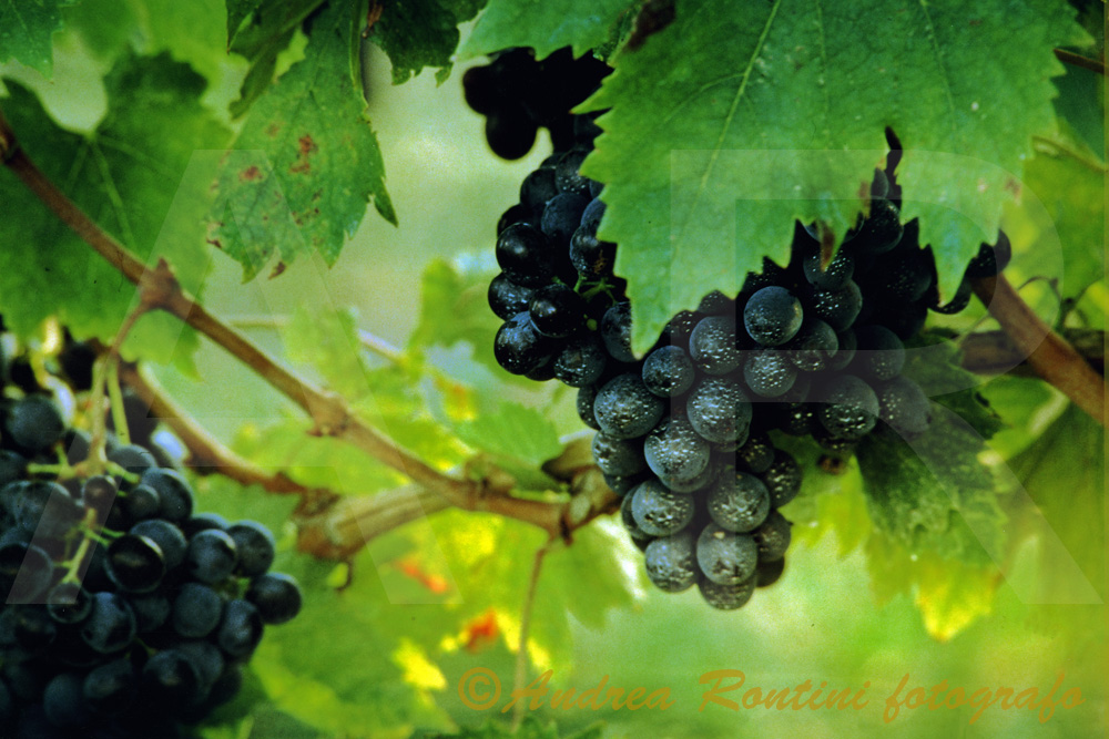 Cod.01-157 Grappoli di ciliegiolo-0