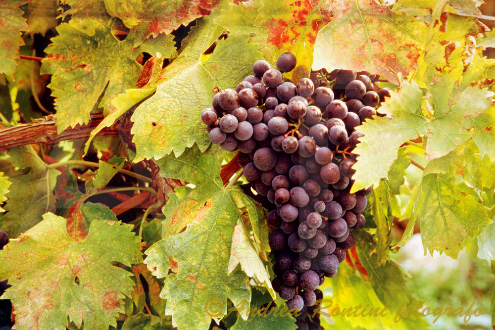 Cod.01-158 Grappolo di ciliegiolo-0