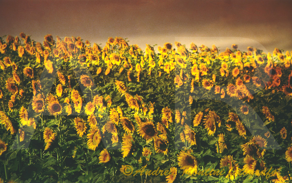 Cod.01-172 Girasoli in Chianti-0